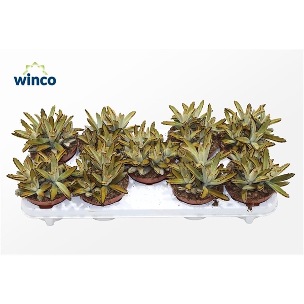 <h4>Kalanchoe Tomentosa Golden Girl</h4>