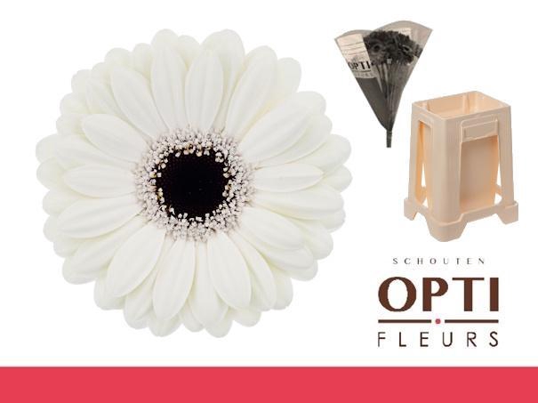 <h4>Germini Olaf Water</h4>