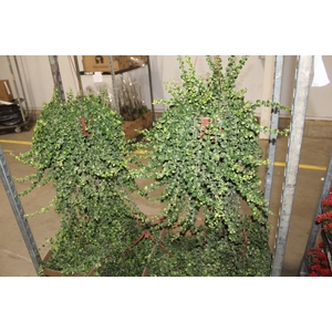 AESCHYNANTHUS RASTA C21