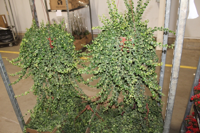 <h4>AESCHYNANTHUS RASTA C21</h4>