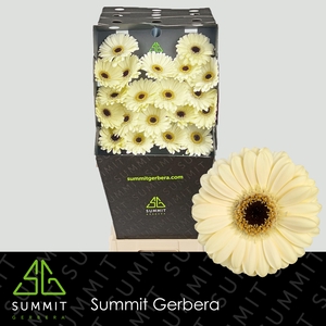 Germini Casillas Diamond