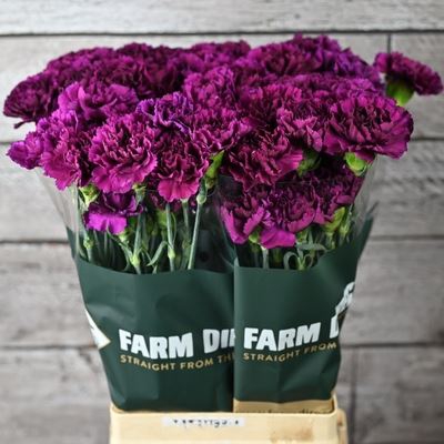 <h4>Dianthus ST 'Florigene Moontea'</h4>