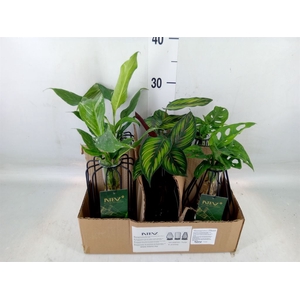 Planten  ..mix