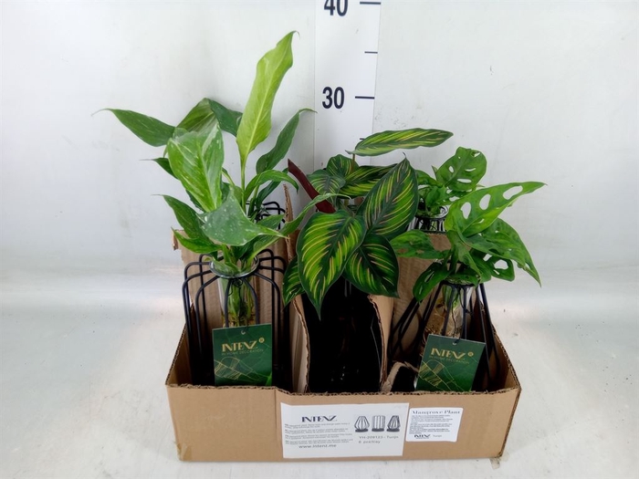 <h4>Planten  ..mix</h4>