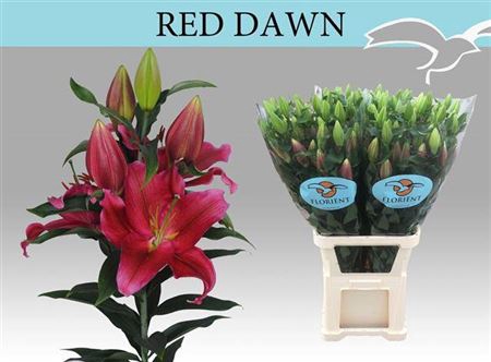 <h4>Li Or Red Dawn Super</h4>