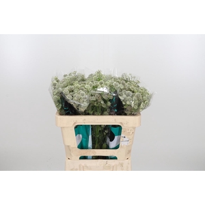 Astrantia Wit Billion Stars