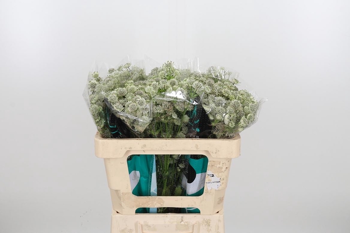 <h4>Astrantia Wit Billion Stars</h4>