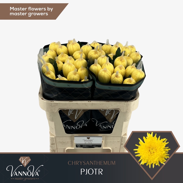 <h4>Chrysanten Chr G Pjotr</h4>