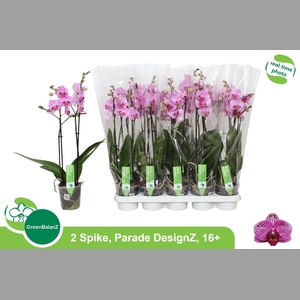 PHAL OV ROZE 2 TAK