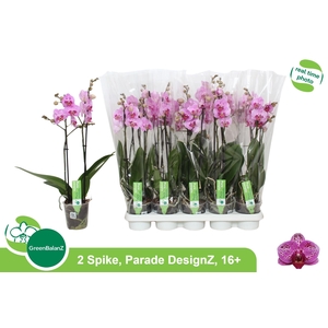 PHAL OV ROZE