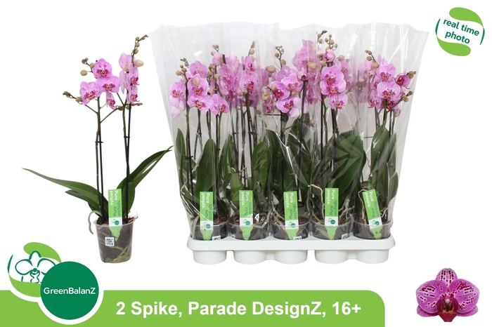 <h4>PHAL OV ROZE</h4>