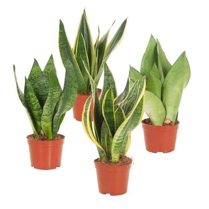 <h4>Sansevieria trif. overig</h4>