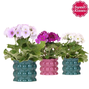 Primula Obconica Sweet Kisses mix in Cotton pot green mix