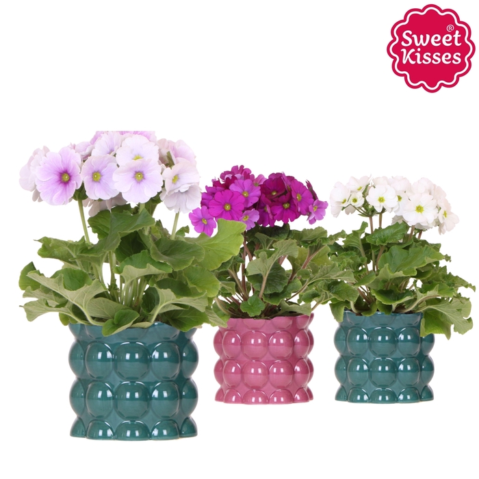 <h4>Primula Obconica Sweet Kisses mix in Cotton pot green mix</h4>
