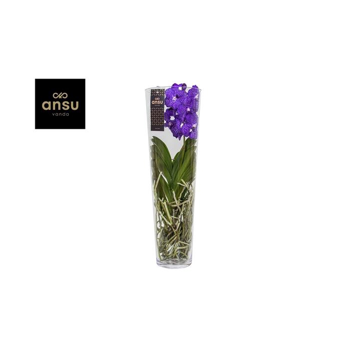 <h4>Vanda Lisanne 70 Blue</h4>