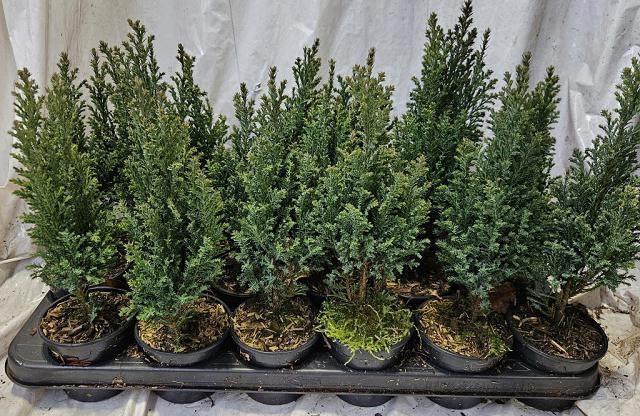 <h4>CHAM L ELLWOODII</h4>