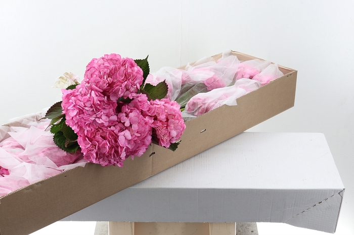 <h4>Hydr Candy Pink Tinted Select Box</h4>