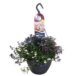 Hangpotten 27 waterreservoir Mix 12 Lobelia Trio
