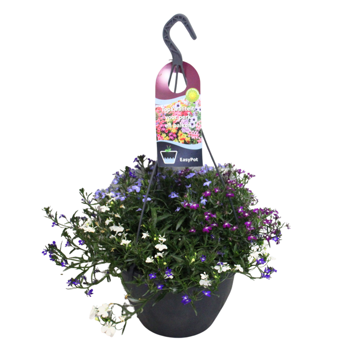 <h4>'Weekaanbieding; Hangpotten 27 waterreservoir Mix 12 Lobelia Trio</h4>