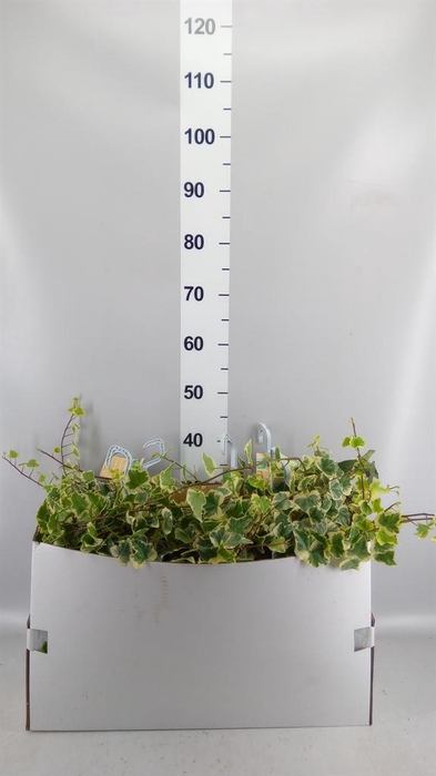 <h4>Hedera helix 'White Wonder'</h4>