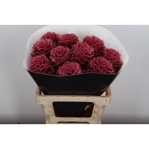 Brassica Wx (crane) Classic Dark Pink