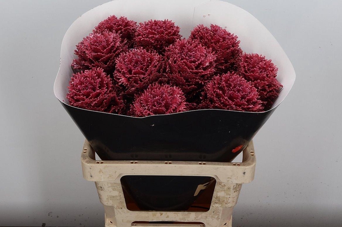<h4>Brassica Wx (crane) Classic Dark Pink</h4>