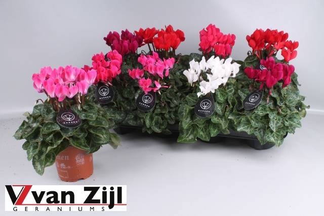 <h4>CYCL KL GARDEN</h4>
