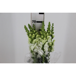 BOCA DE LEAO POTOMAC WHITE 070 CM