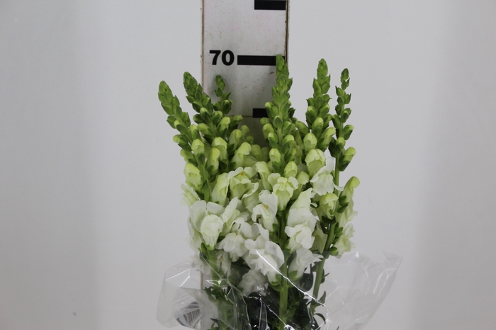<h4>BOCA DE LEAO POTOMAC WHITE 070 CM</h4>