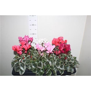 Cycl Md Sup Rembrand