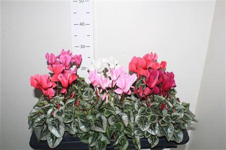 <h4>Cycl Md Sup Rembrand</h4>