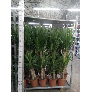 Yucca   ...