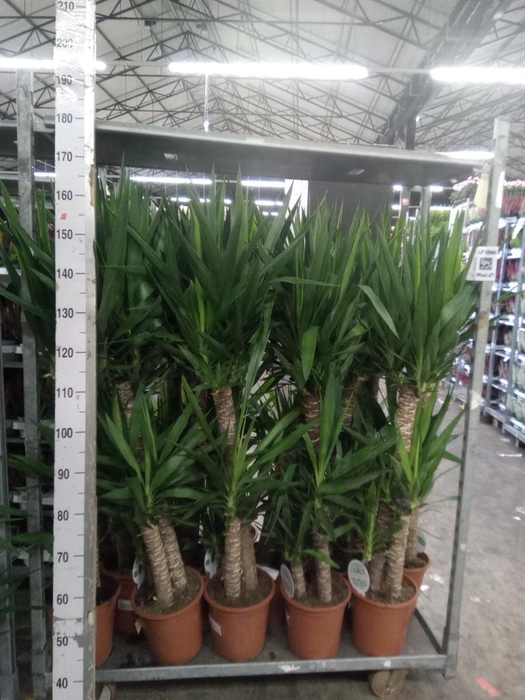 <h4>Yucca ...</h4>