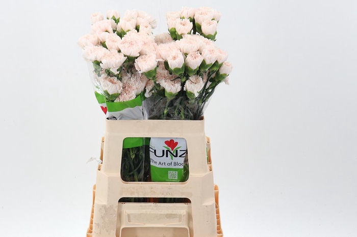 <h4>Di St Brut60cm</h4>