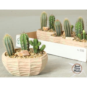 ARR CACTUS