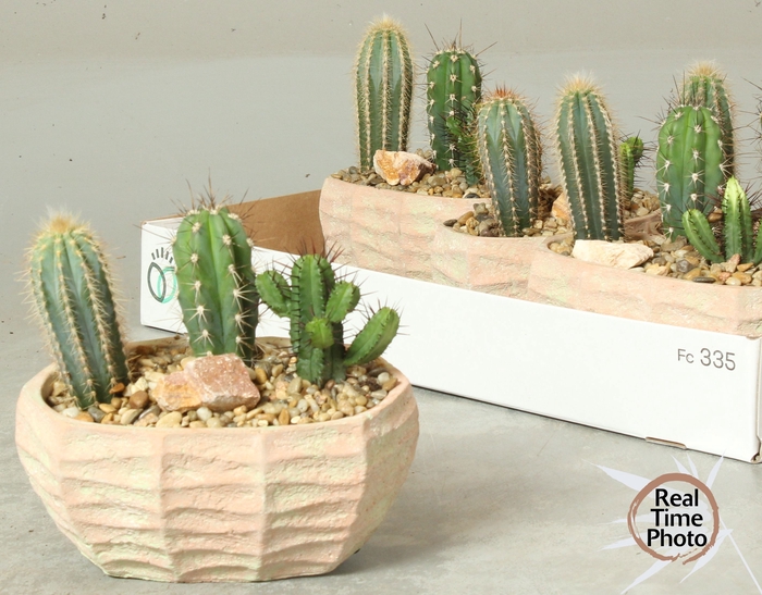 <h4>ARR CACTUS</h4>