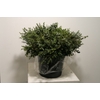 Euca Parvifolia 150gr P Bunch
