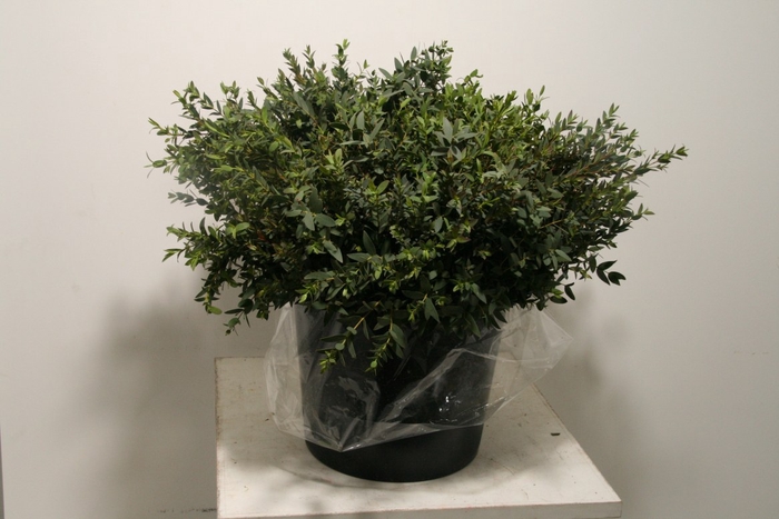 <h4>Euca Parvifolia 150gr P Bunch</h4>