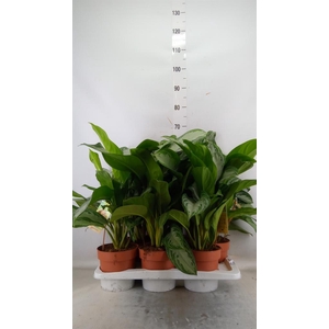 Aglaonema  'Silver Bay'