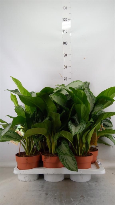 <h4>Aglaonema  'Silver Bay'</h4>