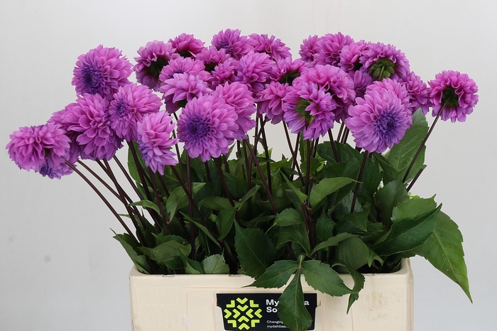 Dahlia Robann Regal
