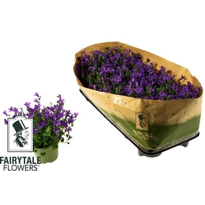 Campanula portenschlagiana Get Me 10,5Ø 20cm