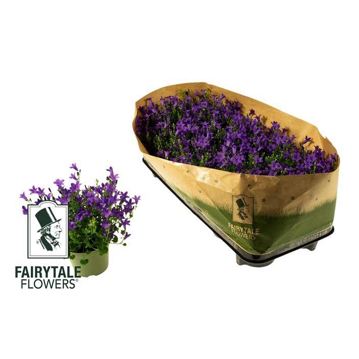<h4>Campanula portenschlagiana Get Me 10,5Ø 20cm</h4>