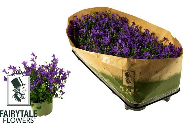 Campanula portenschlagiana Get Me 10,5Ø 20cm