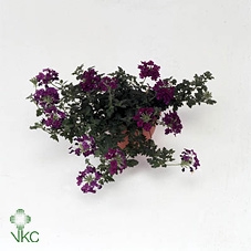 Verbena  'Aztec Plum Magic'