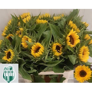 HELIAN AN SUNRICH OR
