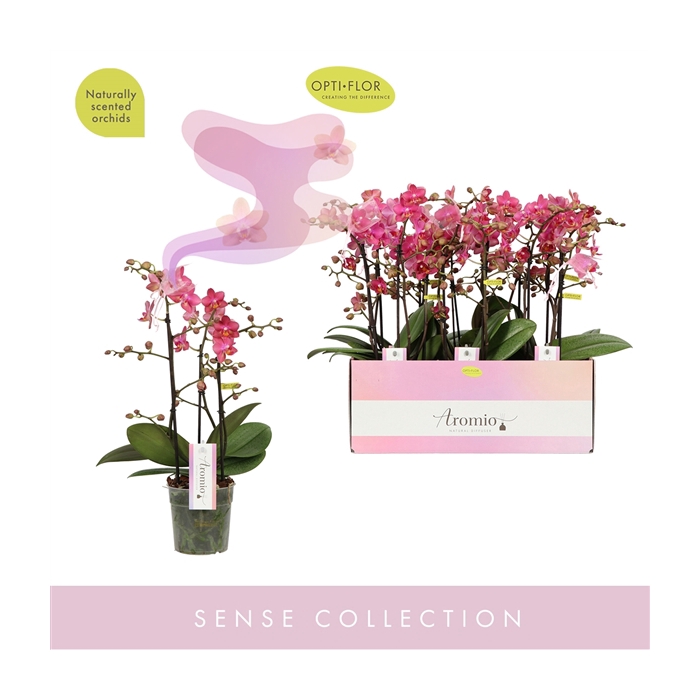 <h4>Aromio Floral 3 spike</h4>