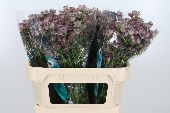 <h4>Astr Star Of Africa</h4>