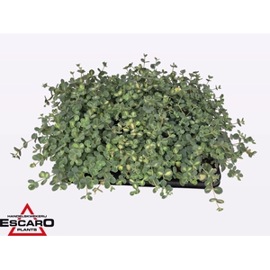 Sedum sieboldii Mediovariegatum