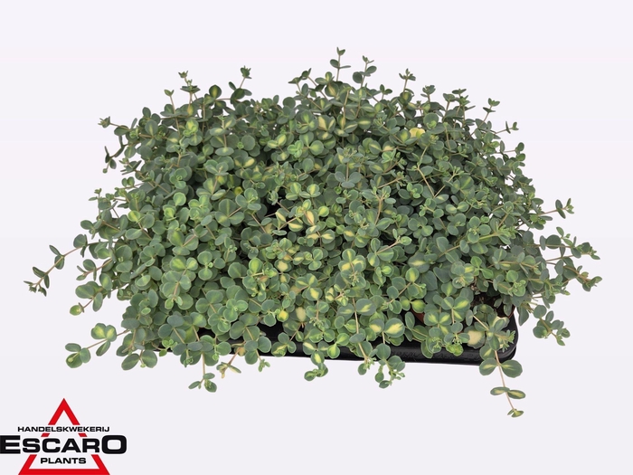 <h4>Sedum sieboldii Mediovariegatum</h4>